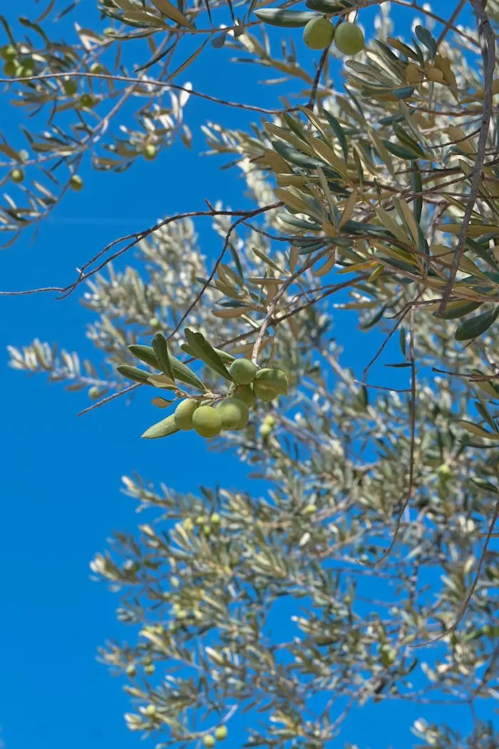 pexels photo 28950515.jpeg